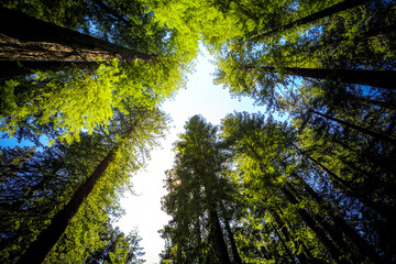 Fototapeta premium Avenue of the Giants Forest Views, Humboldt Redwoods State Park, California