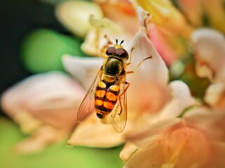 bee on a flower