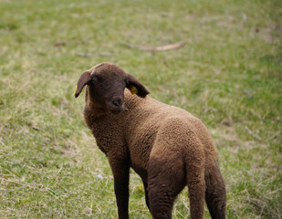 Wanderung auf den Selles bei Nauders