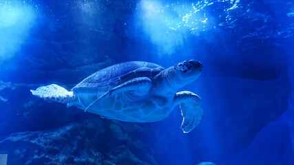 Obraz na płótnie Canvas turtle underwater world diving sea ocean