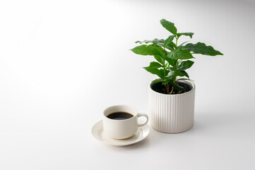 コーヒーとコーヒーの木