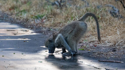 a thirsty chacma baboon drinking water from the road