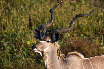 kudu bull with a yellow-billed oxpecker