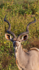 kudu bull with a yellow-billed oxpecker