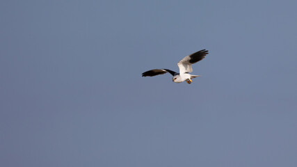Fototapeta na wymiar a black-winged kite hovering in the air