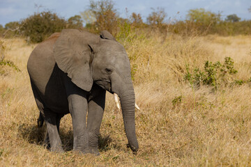 Naklejka na ściany i meble Baby African elephant feeding on grass