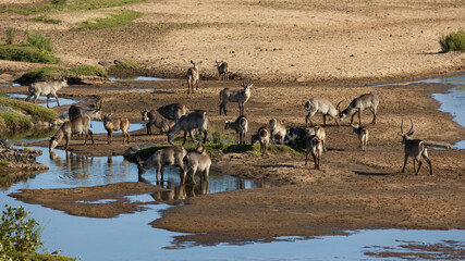 Fototapeta na wymiar a very large herd of waterbuck