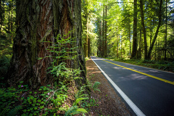Road through the Avenue of the Giants Forest Views, Humboldt Redwoods State Park, California
