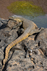 Large water monitor lizard warming up