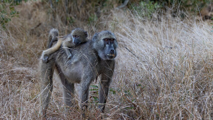Fototapeta na wymiar Piggyback ride for chacma baboon baby