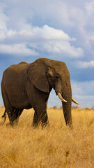 portrait of an african elephant bull