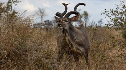 kudu bull with very narrow set spiral horns