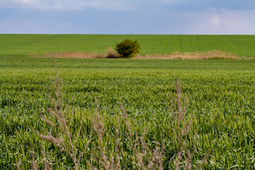 Fototapeta na wymiar Lonely tree standing in a green field. Rural landscape for postcard and background.