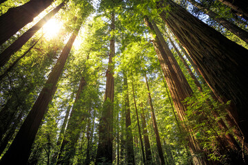 Fototapeta na wymiar Avenue of the Giants Forest Views, Humboldt Redwoods State Park, California
