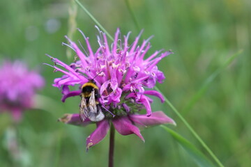 Hummel auf Monarda