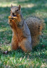 View of a furry red squirrel standing up and eating an acorn in Colorado