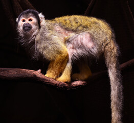 Obraz premium Bolivian squirrel monkey, black-capped squirrel monkey (Saimiri boliviensis boliviensis)