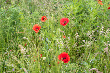 beautiful field of red poppies