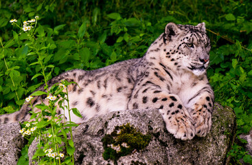 Obraz premium Snow leopard (Uncia uncia) fixes his prey