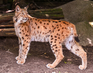 Geoffroy‘s Cat (Felis leopardus geoffroyi), adult