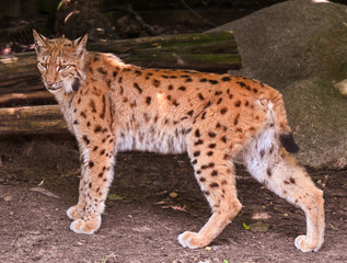 Naklejka na ściany i meble Geoffroy‘s Cat (Felis leopardus geoffroyi), adult