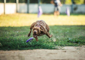 Dog sport running after toy pitbull