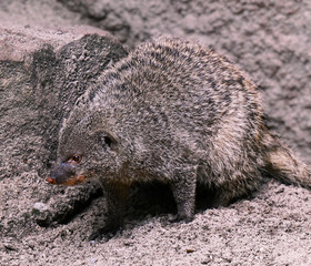 Banded Mongoose, Mungos mungo