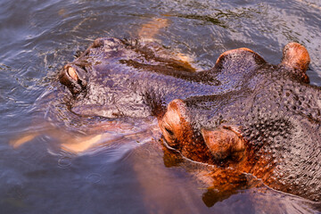 hippopotamus in water (hippopotamus amphibius)