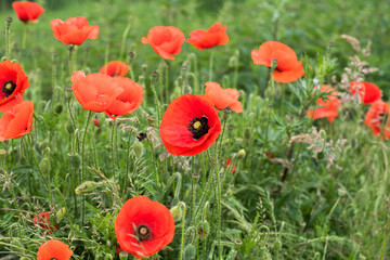 beautiful field of red poppies