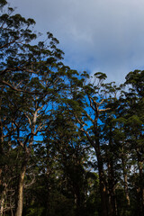 オーストラリア　デンマークのバレー・オブ・ザ・ジャイアンツのツリートップウォーク