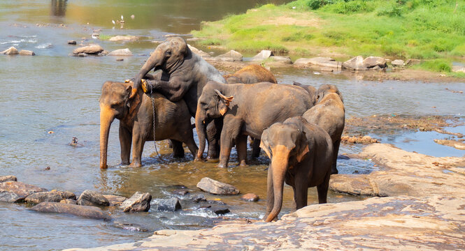 Herd of elephants cooling off in a shallow water stream, having some fun, and mating activities.