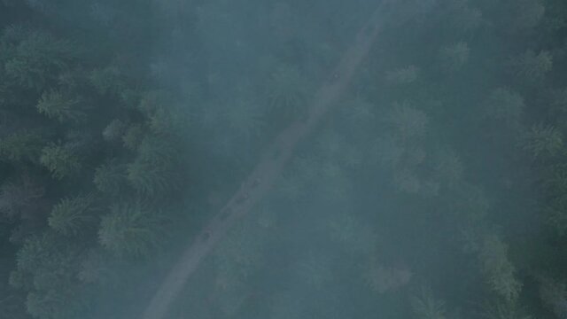 Aerial view of ATV team driving through the forest in the mountains