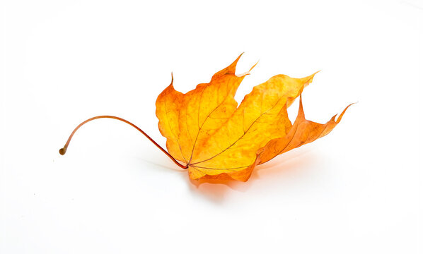 Beautiful autumn natural dry swirling maple leaf in yellow orange tones isolated on white background.