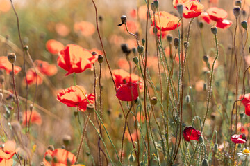 red poppies in the backlight in a blooming field, close-up.