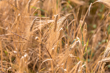 ..Wheat field on sun. Harvest and food concept