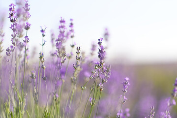 Close up photo of many lavender flowers. Selective focus.