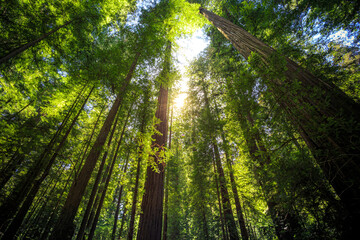 Fototapeta na wymiar Sunset Views in the Founders Redwood Grove, Humbolt Redwoods State Park, California