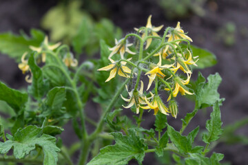 Tomato blooms with many flowers in the garden.