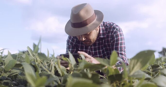 Farmer taking pictures of soybean plantation. Quality control. Agronomist's work. Brazilian Farm. 4K.