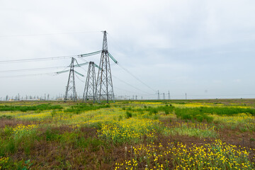 Ranunculus illyricus yellow filed in Volgograd region, Russia
Beatiful landscapes Ranunculus...