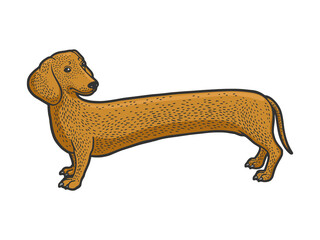 very long dachshund dog sketch raster illustration