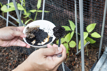 Coffee grounds being added to vegetables plant as natural organic fertilizer rich in nitrogen for...
