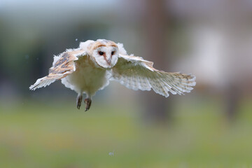 Barn owl (Tyto alba) juvenile taking his first flying lessons in an orchard in spring. Noord...