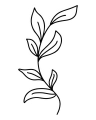 Elegant sheet, vector illustration. Beautiful branch with leaves, single botanical element. Hand drawing.