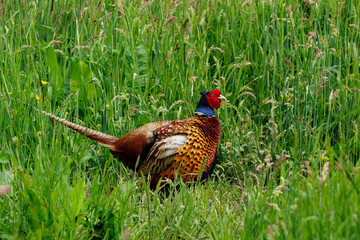 Fototapeta premium Ring-necked Pheasant (Phasianus colchicus) male showing his beautiful colors in the courtship period in a meadow in Gelderland in the Netherlands. Green background