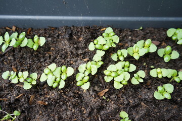 Small balcony garden in pots with baby parsley and basil, coming out of seeds in spring. Fresh green aromatic herbs home grown for delicious food recipes