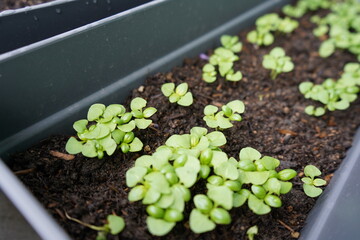 Small balcony garden in pots with baby parsley and basil, coming out of seeds in spring. Fresh green aromatic herbs home grown for delicious food recipes