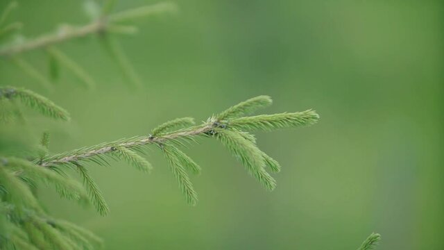 Close up of fir tree branch on green blurred forest background. Video. Natural background with a spruce tree details.