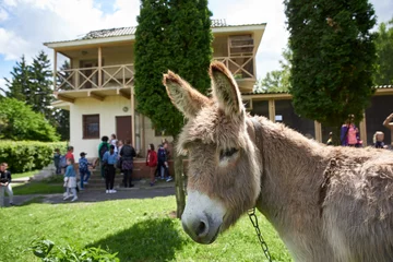Poster Brown donkey at the zoo, children walking nearby on excursions © dvoinik