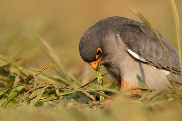 Amur Falcon, Falco amurensis  feeding on a caterpillar, Lonavala, Maharashtra , India - obrazy, fototapety, plakaty